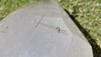 (+12 WEEKS!) Polished XXL Quartz Crystal with Copper Rutile Inclusions x 1 From Madagascar
