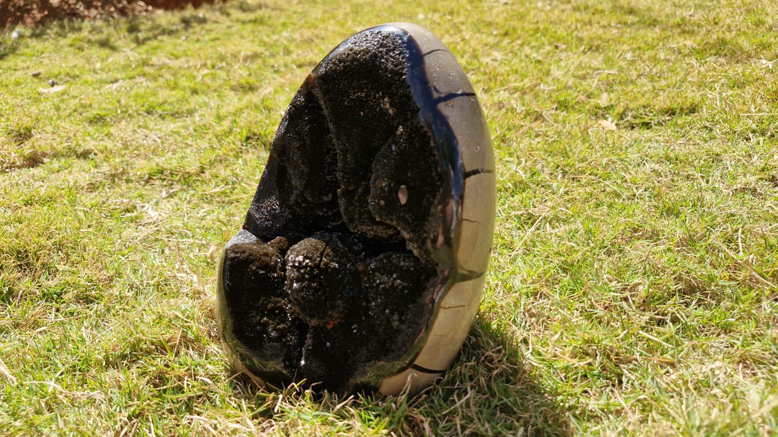 (+12 WEEKS!) Polished and Natural Large Septerye Sauvage Dragons Egg Geode x 1 From Mahajanga, Madagascar