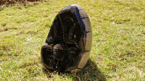 (+12 WEEKS!) Polished and Natural Large Septerye Sauvage Dragons Egg Geode x 1 From Mahajanga, Madagascar