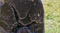(+12 WEEKS!) Polished and Natural Large Septerye Sauvage Dragons Egg Geode x 1 From Mahajanga, Madagascar