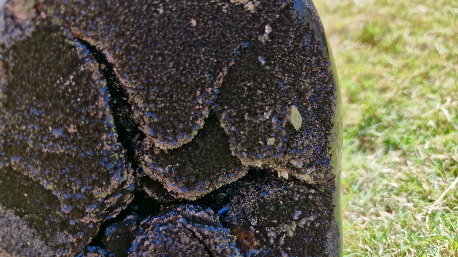 (+12 WEEKS!) Polished and Natural Large Septerye Sauvage Dragons Egg Geode x 1 From Mahajanga, Madagascar