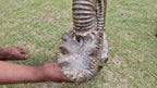 (+12 WEEKS!) Hand Made XXL Septerye Chameleon and Ammonite Sculpture x 1 From Mahajanga, Madagascar