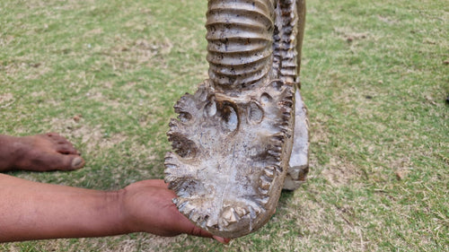 (+12 WEEKS!) Hand Made XXL Septerye Chameleon and Ammonite Sculpture x 1 From Mahajanga, Madagascar