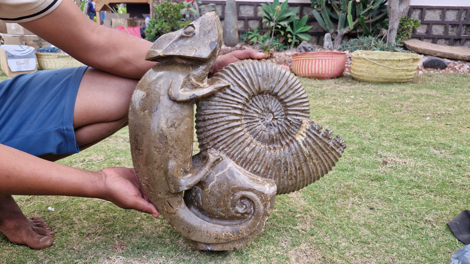 (+12 WEEKS!) Hand Made XXL Septerye Chameleon and Ammonite Sculpture x 1 From Mahajanga, Madagascar
