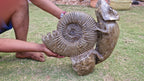 (+12 WEEKS!) Hand Made XXL Septerye Chameleon and Ammonite Sculpture x 1 From Mahajanga, Madagascar