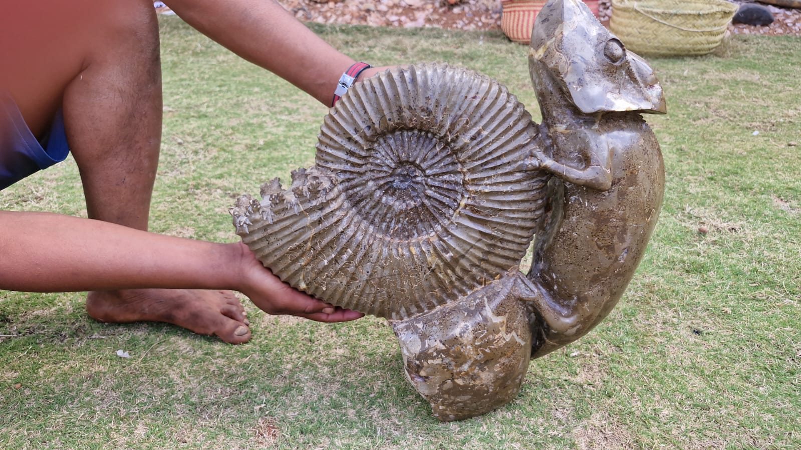 (+12 WEEKS!) Hand Made XXL Septerye Chameleon and Ammonite Sculpture x 1 From Mahajanga, Madagascar