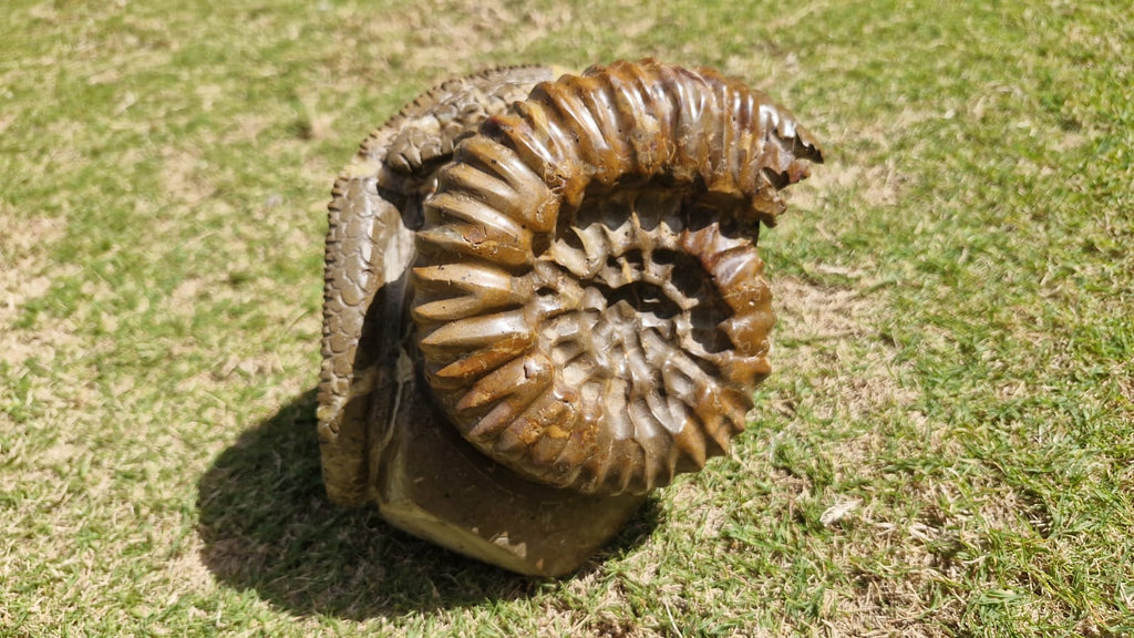 (+12 WEEKS!) Hand Made Large Septerye Gecko and Ammonite Sculpture x 1 From Mahajanga, Madagascar