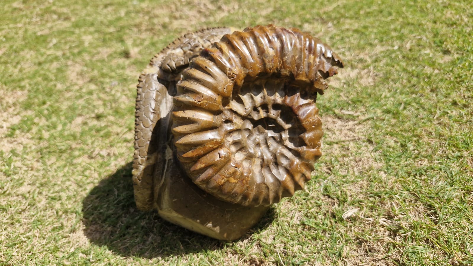 (+12 WEEKS!) Hand Made Large Septerye Gecko and Ammonite Sculpture x 1 From Mahajanga, Madagascar