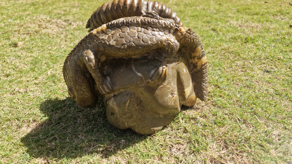 (+12 WEEKS!) Hand Made Large Septerye Gecko and Ammonite Sculpture x 1 From Mahajanga, Madagascar