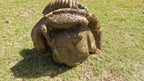 (+12 WEEKS!) Hand Made Large Septerye Gecko and Ammonite Sculpture x 1 From Mahajanga, Madagascar