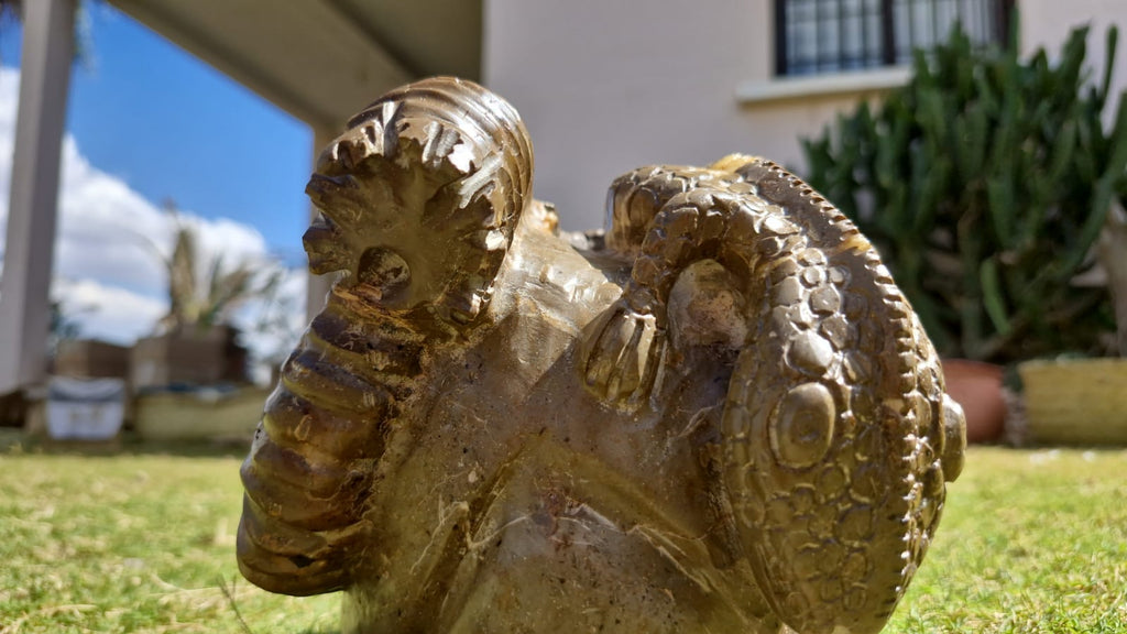 (+12 WEEKS!) Hand Made Large Septerye Gecko and Ammonite Sculpture x 1 From Mahajanga, Madagascar