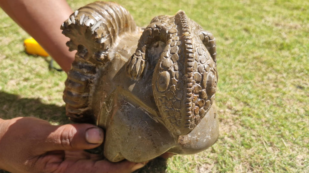 (+12 WEEKS!) Hand Made Large Septerye Gecko and Ammonite Sculpture x 1 From Mahajanga, Madagascar