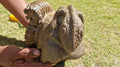(+12 WEEKS!) Hand Made Large Septerye Gecko and Ammonite Sculpture x 1 From Mahajanga, Madagascar