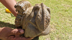 (+12 WEEKS!) Hand Made Large Septerye Gecko and Ammonite Sculpture x 1 From Mahajanga, Madagascar