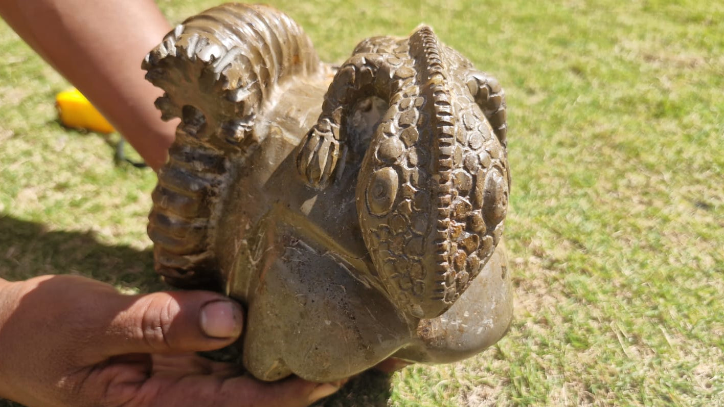 (+12 WEEKS!) Hand Made Large Septerye Gecko and Ammonite Sculpture x 1 From Mahajanga, Madagascar