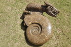 (+12 WEEKS!) Hand Made XXL Septerye Dragon and Ammonite Sculpture x 1 From Mahajanga, Madagascar
