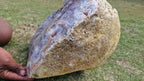 (+12 WEEKS!) Polished and Natural XXL Agate with Amethyst Crystal Centred Geode x 1 From Maintirano, Madagascar