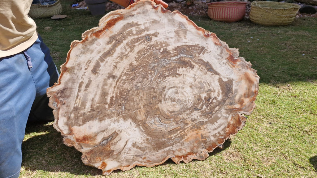 (+12 WEEKS!) Polished and Natural XXL Petrified Wood Slice x 1 From Mahajanga, Madagascar (Copy)