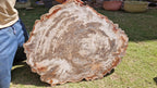 (+12 WEEKS!) Polished and Natural XXL Petrified Wood Slice x 1 From Mahajanga, Madagascar (Copy)