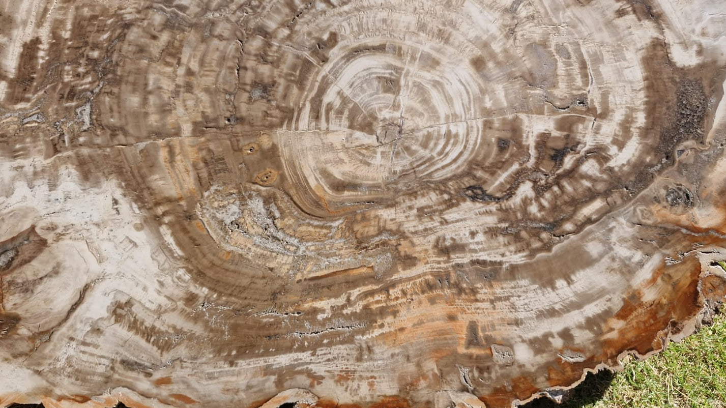 (+12 WEEKS!) Polished and Natural XXL Petrified Wood Slice x 1 From Mahajanga, Madagascar (Copy)