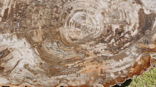 (+12 WEEKS!) Polished and Natural XXL Petrified Wood Slice x 1 From Mahajanga, Madagascar (Copy)