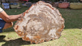 (+12 WEEKS!) Polished and Natural XXL Petrified Wood Slice x 1 From Mahajanga, Madagascar (Copy)