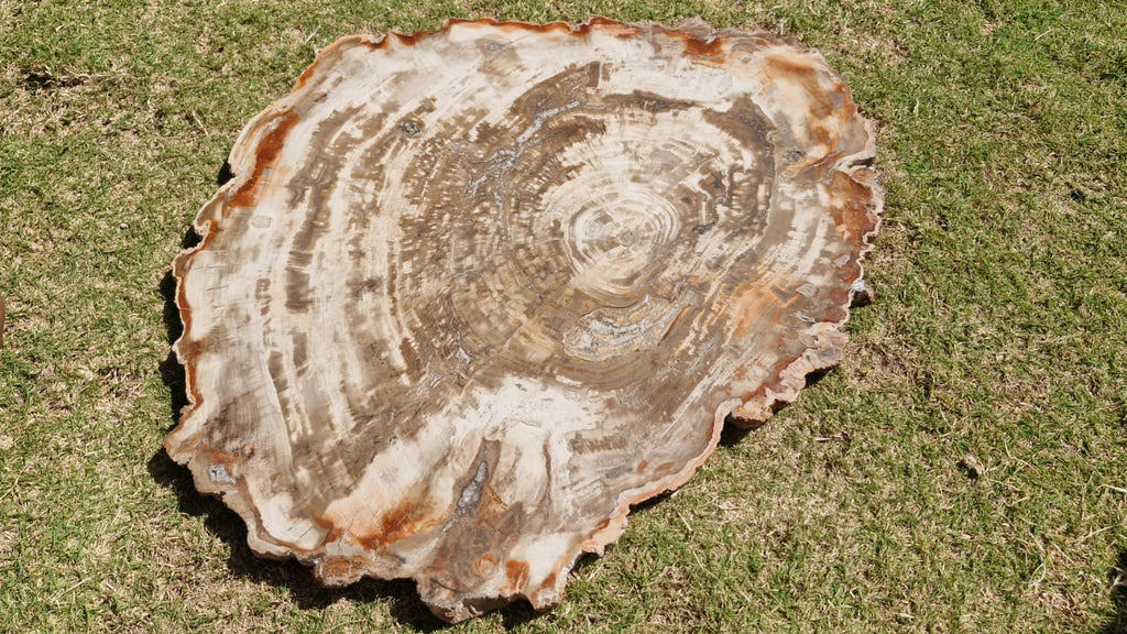(+12 WEEKS!) Polished and Natural XXL Petrified Wood Slice x 1 From Mahajanga, Madagascar (Copy)