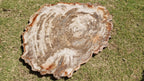 (+12 WEEKS!) Polished and Natural XXL Petrified Wood Slice x 1 From Mahajanga, Madagascar (Copy)