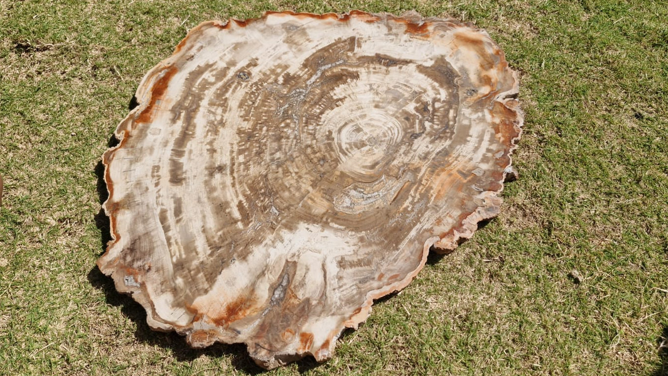 (+12 WEEKS!) Polished and Natural XXL Petrified Wood Slice x 1 From Mahajanga, Madagascar (Copy)