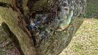(+12 WEEKS!) Polished XXL Labradorite Standing Display Piece x 1 From Tulear, Madagascar