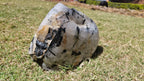 (+12 WEEKS!) Polished and Natural XL Tourmalinated Quartz Crystal x 1 From Ambatondrazaka, Madagascar