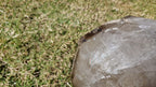 (+12 WEEKS!) Polished Large Smokey Window Quartz Crystal x 1 From Madagascar