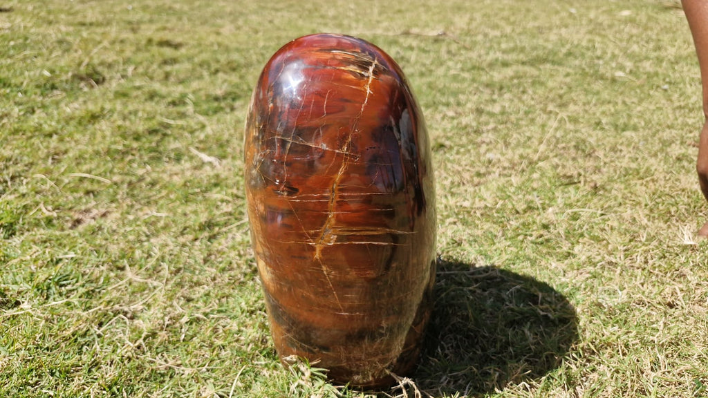 (+12 WEEKS!) Polished XL Podocarpus Petrified Wood Standing Display Piece x 1 From Marovoay, Madagascar