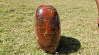(+12 WEEKS!) Polished XL Podocarpus Petrified Wood Standing Display Piece x 1 From Marovoay, Madagascar