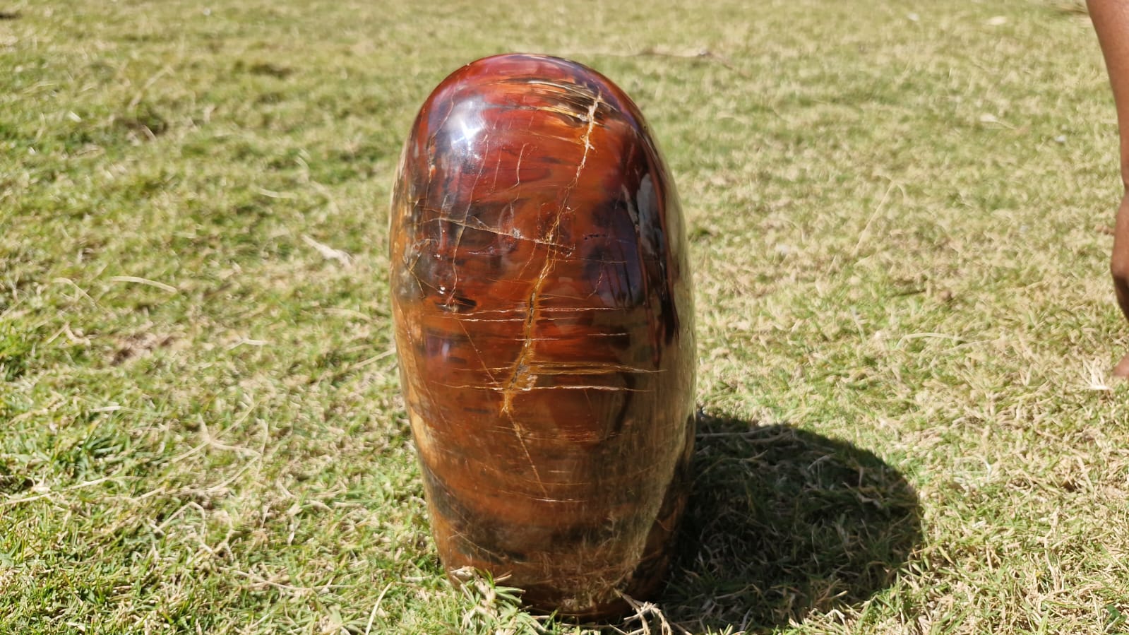 (+12 WEEKS!) Polished XL Podocarpus Petrified Wood Standing Display Piece x 1 From Marovoay, Madagascar