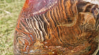 (+12 WEEKS!) Polished XL Podocarpus Petrified Wood Standing Display Piece x 1 From Marovoay, Madagascar