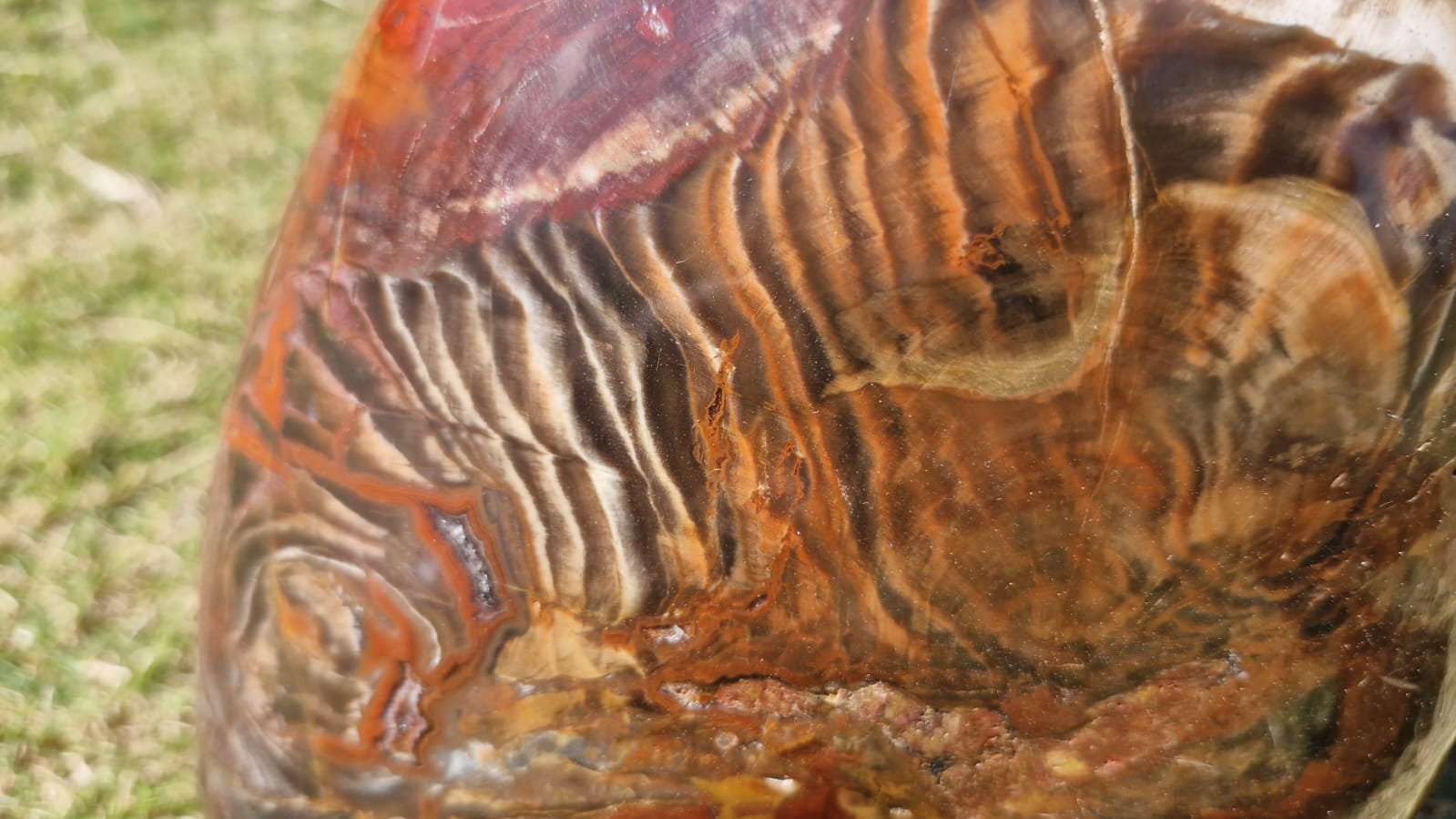 (+12 WEEKS!) Polished XL Podocarpus Petrified Wood Standing Display Piece x 1 From Marovoay, Madagascar