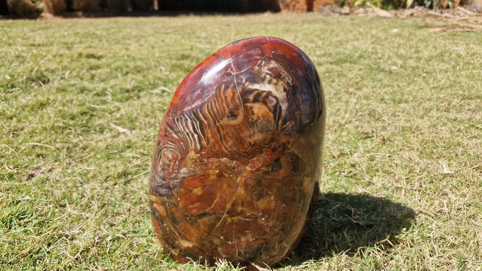 (+12 WEEKS!) Polished XL Podocarpus Petrified Wood Standing Display Piece x 1 From Marovoay, Madagascar