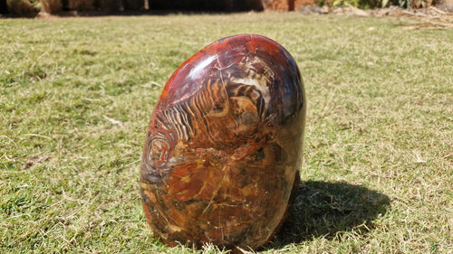 (+12 WEEKS!) Polished XL Podocarpus Petrified Wood Standing Display Piece x 1 From Marovoay, Madagascar