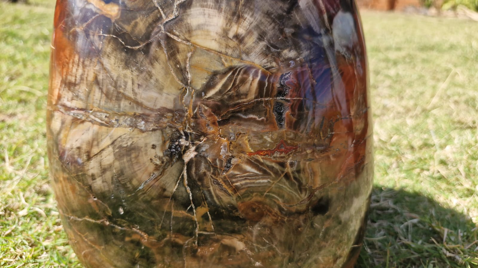 (+12 WEEKS!) Polished XL Podocarpus Petrified Wood Standing Display Piece x 1 From Marovoay, Madagascar