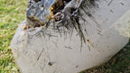 (+12 WEEKS!) Polished and Natural XL Tourmalinated Quartz Crystal x 1 From Madagascar