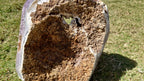 (+12 WEEKS!) Polished and Natural XXL Agate Amethyst Crystal Centred Geode x 1 From Maintirano, Madagascar