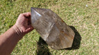 (+12 WEEKS!) Polished and Natural Large Smokey Quartz Standing Display Crystal x 1 From Madagascar