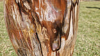(+12 WEEKS!) Polished XL Podocarpus Petrified Wood Standing Display Free Form x 1 From Marovoay, Madagascar