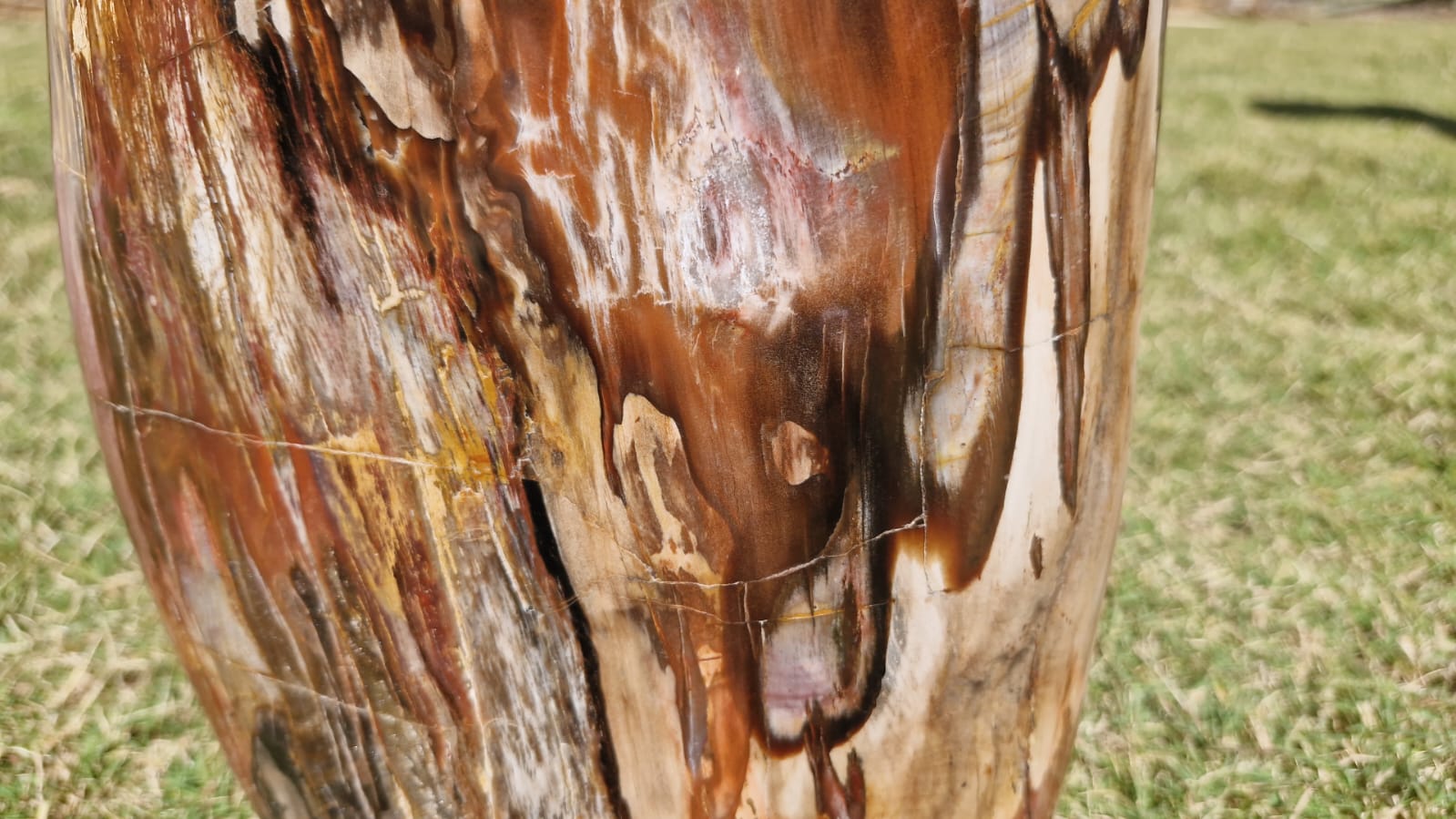 (+12 WEEKS!) Polished XL Podocarpus Petrified Wood Standing Display Free Form x 1 From Marovoay, Madagascar