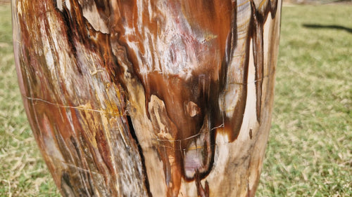 (+12 WEEKS!) Polished XL Podocarpus Petrified Wood Standing Display Free Form x 1 From Marovoay, Madagascar
