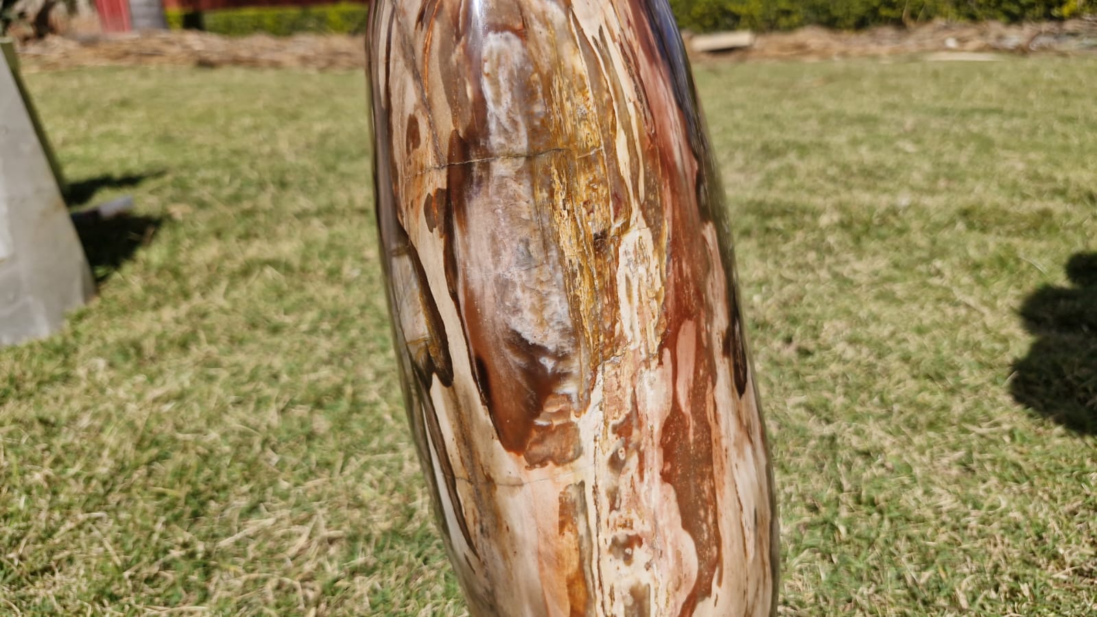 (+12 WEEKS!) Polished XL Podocarpus Petrified Wood Standing Display Free Form x 1 From Marovoay, Madagascar