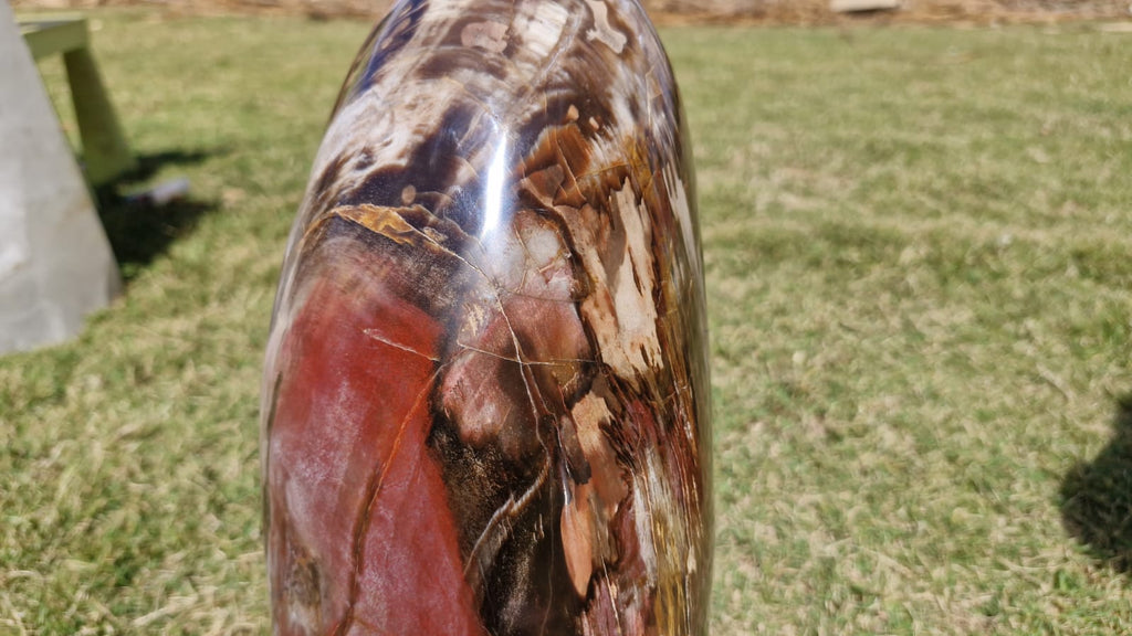 (+12 WEEKS!) Polished XL Podocarpus Petrified Wood Standing Display Free Form x 1 From Marovoay, Madagascar