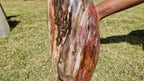 (+12 WEEKS!) Polished XL Podocarpus Petrified Wood Standing Display Free Form x 1 From Marovoay, Madagascar