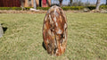 (+12 WEEKS!) Polished XL Podocarpus Petrified Wood Standing Display Free Form x 1 From Marovoay, Madagascar